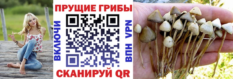 Псилоцибиновые грибы мухоморы  где продают наркотики  Благовещенск 